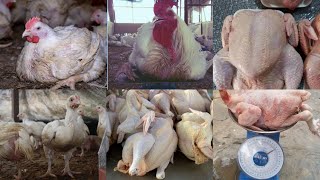 How to make broilers grow fast and rapid weight of over 25kg in 35days My secret broiler remedy [upl. by Clintock]