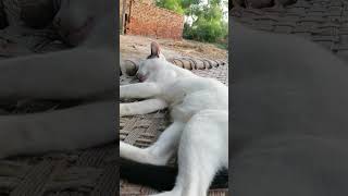 Check out the cats bedroom cat foryou tranding cuteanimal shortsviral shortvideo shots cute [upl. by Sager]