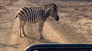 Life of a Ranger The Zebras cooling system [upl. by Trepur]