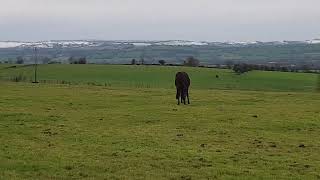 Snow in Ireland Fermoy 21 November 2024 snow snowing fermoy ireland [upl. by Namaj]