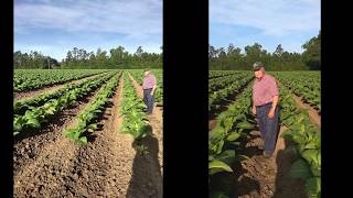 Growers Success Story Carolina Tobacco Farm [upl. by Tnairb]