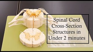 Spinal Cord Cross Anatomy  Made Easy [upl. by Barimah]