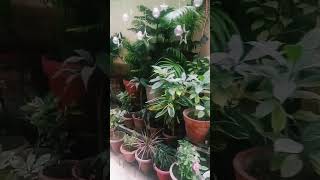 New plants for my entrance youtube reels plants enterance trending ytshorts [upl. by Ytsur]