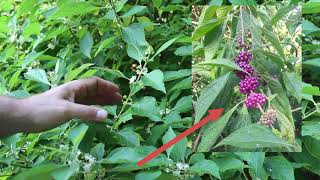 American beautyberry Callicarpa americana  Plant Identification [upl. by Ahs]