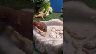 leopard geckos eating leopardgecko eating feedingtime cute pink reptiles [upl. by Lal]