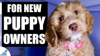 Your Complete First Week Puppy Training Plan [upl. by Shanda]