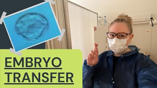 IVF Embryo Transfer Day 5 Day Embyro [upl. by Eiuqnom]