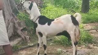 Ye bakri sale karni hai agar kisi ko chahiye hoga to 7721836527 is nambar par contact kare [upl. by Gray]