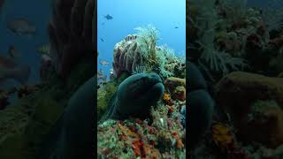 Beautiful Moray EEL Amed Bali nature wildlife gopro ocean fyp video [upl. by Saimerej773]