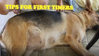 Tips for FIRST TIME PREGNANT DOG parents  Hunters pregnancy journey FIRST LITTER PART 2 [upl. by Lash]