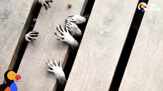 Raccoons Have The Cutest And Creepiest Lil Paws  The Dodo [upl. by Asilehc]