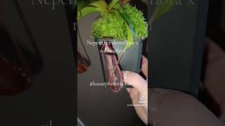 Nepenthes densiflora x robcantleyi Pitcherplant [upl. by Liberati]