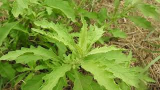 Dysphania ambrosioides Chenopodium ambrosioides wormseed Jesuits tea Mexicanteaepazote [upl. by Adnahsed]