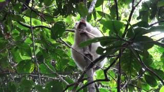 Marojejy National Park Madagascar  112009 [upl. by Marchall]