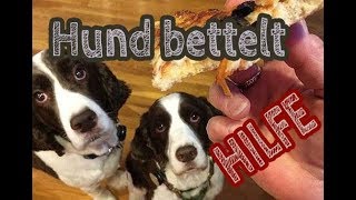 Hund bettelt ständig beim Essen  am Tisch  in der Küche Betteln vermeiden Hundeerziehung amp Tipps [upl. by Euqnimod699]