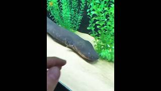 Weird Electric eel shock reason revealed 😰😱 shorts facts [upl. by Akitnahs]