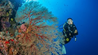 Tubbataha Diving 4K video by OM1 Mkii [upl. by Meredith]