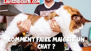 Comment faire maigrir un gros chat  Partie 1 sur 2 [upl. by Airet]