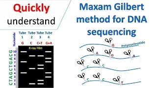 Maxam Gilbert sequencing [upl. by Ellered579]