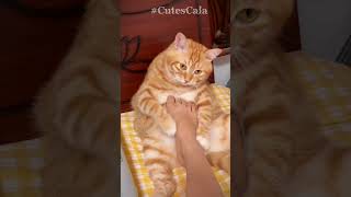 Belly Up Claws Out 😹 cat cats [upl. by Ibbob895]