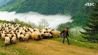 Bulutların Üstünde Göç  Belgesel [upl. by Dre]