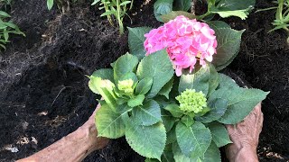 Plantar hortensias en el jardín  Jardinatis [upl. by Anircam]