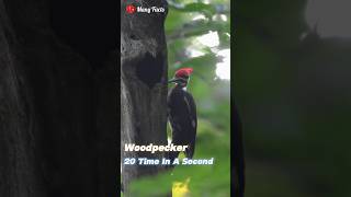 How Woodpecker Survive 1400 G Force [upl. by Aleak]