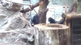 Gorilla vs Gorila Real fight to death in the zoo [upl. by Putnam7]