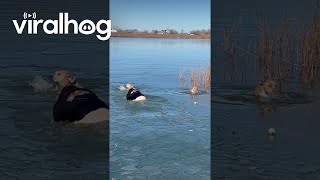 Owner Rescues Dogs That Fell Through Lake Ice  ViralHog [upl. by Adyan756]