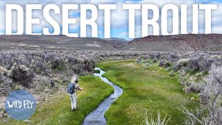 Flyin Fishing a Remote Stream in the Desert w Trent Palmer [upl. by Raina]