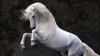 Drop The Game  Lipizzaner Horse Music Video [upl. by Hsoj]