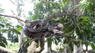 Boa en la Selva Amazónica del Perú [upl. by Dor]