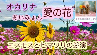 オカリナ 愛の花 あいみょん 朝ドラ「らんまん」主題歌 [upl. by Carleen142]