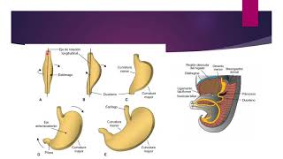 Formación de estómago Embriología [upl. by Ahsiekit]