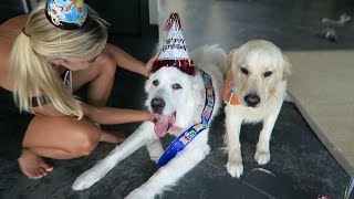 KODAS THIRD BIRTHDAY Super Cooper Sunday 65 [upl. by Brand]