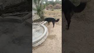 Pari ko dekha sneak dog germanshephed short [upl. by Takeshi]