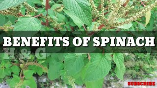 Amaranthus spinosus benefits [upl. by Spector]