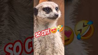 quotAdorable Meerkat Spins Around to Every Soundquot 😍👀🔃 animals viralvideo shorts youtubeshorts wow [upl. by Kendell]