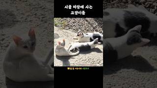 Leisurely Country Cats 한가로운 시골 고양이들 [upl. by Ajidahk951]