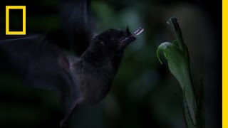 TubeLipped Nectar Bat  Untamed Americas [upl. by Einned]