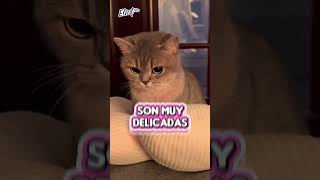 5 COSAS QUE ODIA TU GATO Y NO LO SABÍAS  TU MICHI NO TE LO DICE PERO NOSOTROS SÍ Shorts [upl. by Willow]