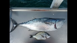 Mack Tuna Bream School Mackerel [upl. by Ettegroeg242]