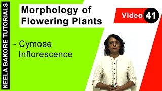 Morphology of Flowering Plants  NEET  Cymose Inflorescence  Neela Bakore Tutorials [upl. by Conover]