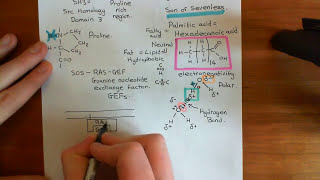 Receptor Tyrosine Kinases Part 5 [upl. by Arbe770]