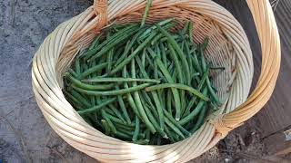 Picking and Shelling Blackeyed Peas  Blackeyed Peas [upl. by Ricky974]