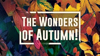 8 Amazing facts about Autumn [upl. by Ahsimed919]