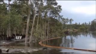 Trees Swallowed up by Underwater Sinkhole [upl. by Leisha]