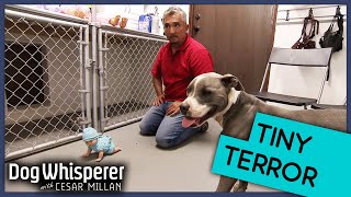 How To Train Dog With Fear Of Children  Dog Whisperer With Cesar Millan [upl. by Meras]