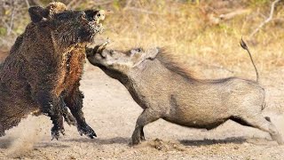 Wild Boar Tore Apart African Warthog In Battle [upl. by Obmar171]