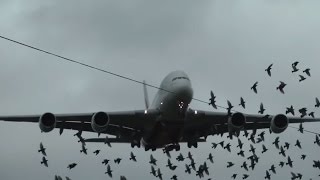 Emirates Airbus A380 Crosswind Landings [upl. by Bowden]